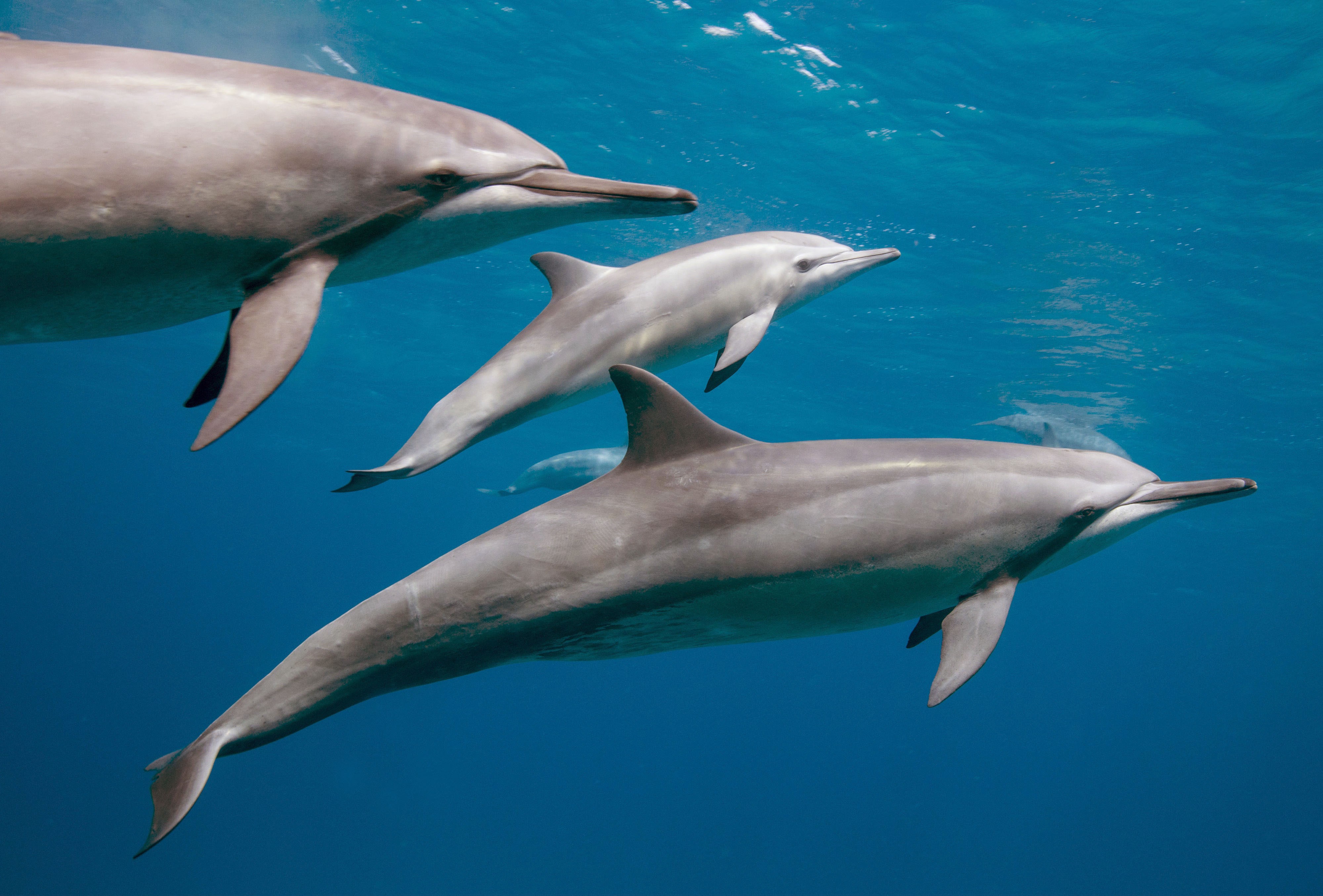 Dolphin House plavání s delfíny a šnorchlovací výlet z Hurghády